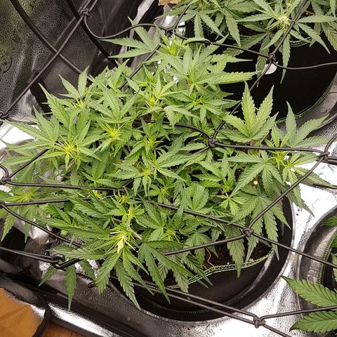 Northern Lights Automatic growlog timeline photo
