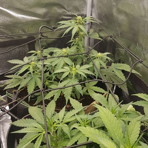 Purplematic CBD growlog timeline photo