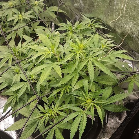 Solomatic CBD growlog timeline photo