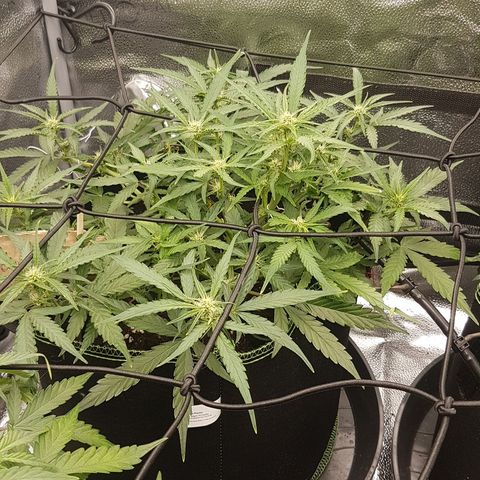 Orion F1 growlog timeline photo