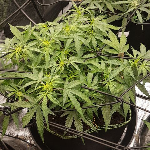 Northern Lights Automatic growlog timeline photo