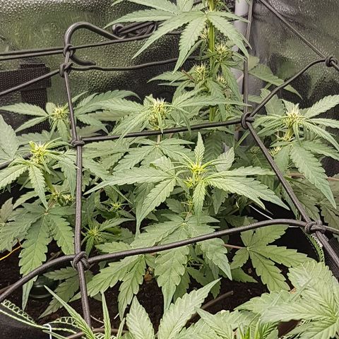 Purplematic CBD growlog timeline photo