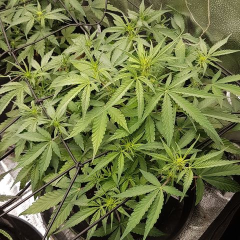 Solomatic CBD growlog timeline photo