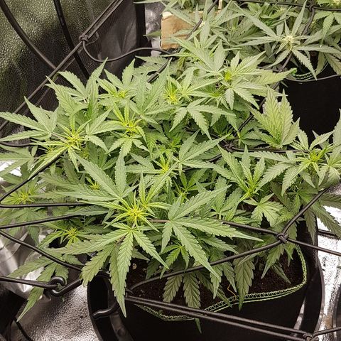 Northern Lights Automatic growlog timeline photo