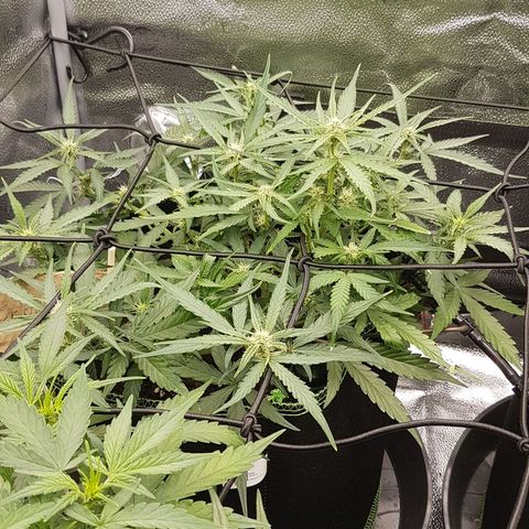 Orion F1 growlog timeline photo