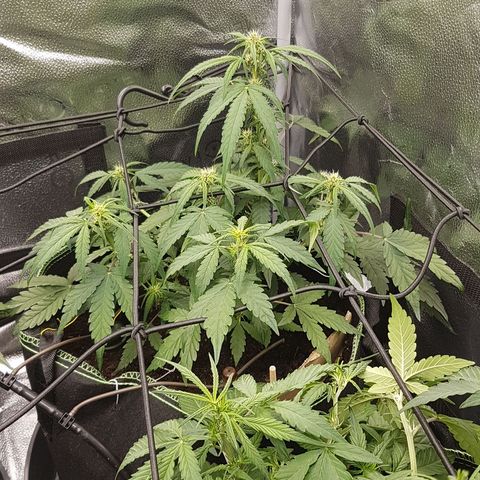 Purplematic CBD growlog timeline photo