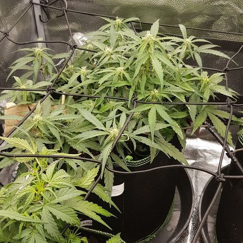 Orion F1 growlog timeline photo