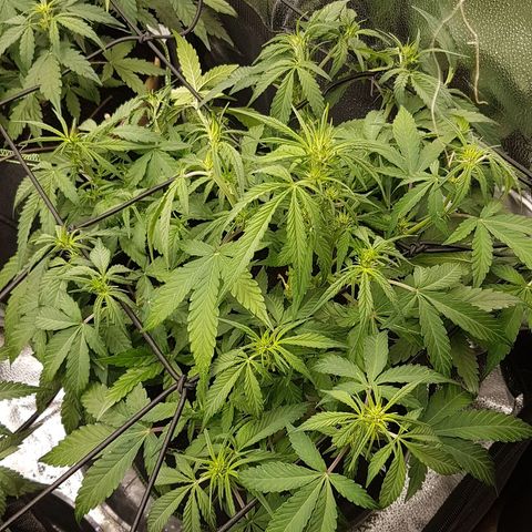 Solomatic CBD growlog timeline photo