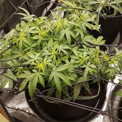 Northern Lights Automatic growlog timeline photo