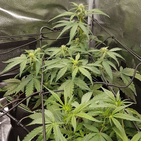Purplematic CBD growlog timeline photo