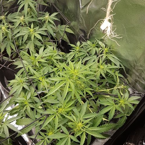 Solomatic CBD growlog timeline photo