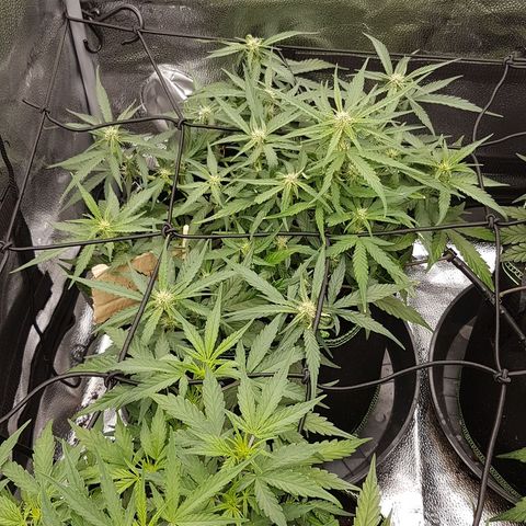 Orion F1 growlog timeline photo