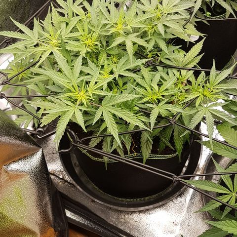 Northern Lights Automatic growlog timeline photo