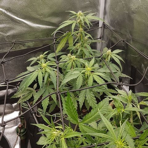 Purplematic CBD growlog timeline photo