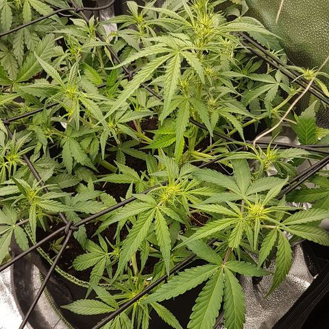 Solomatic CBD growlog timeline photo