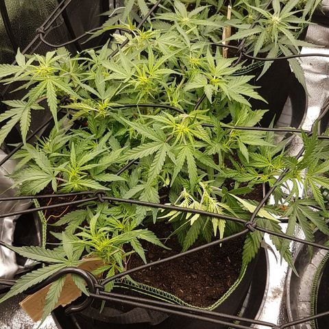 Northern Lights Automatic growlog timeline photo