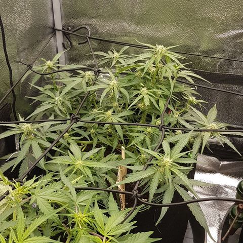 Orion F1 growlog timeline photo