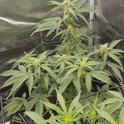 Purplematic CBD growlog timeline photo