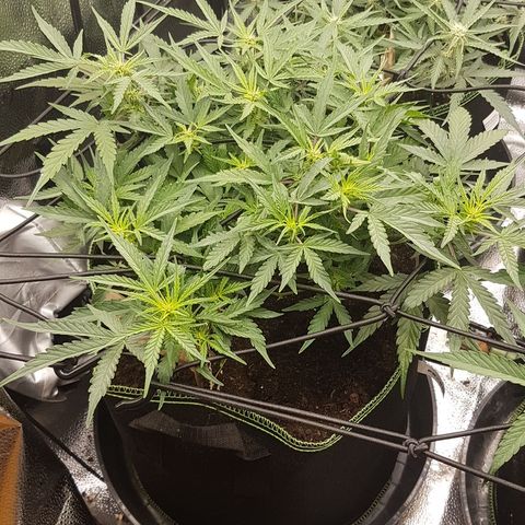 Northern Lights Automatic growlog timeline photo