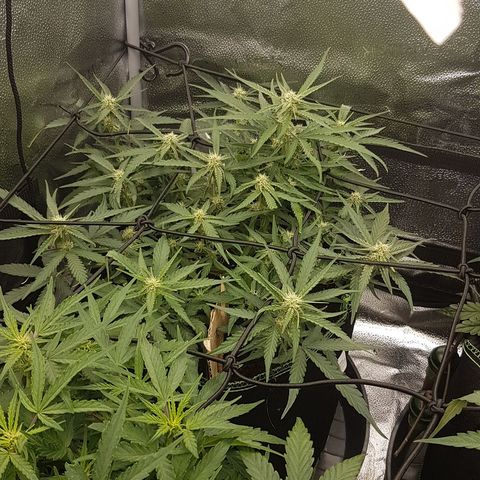 Orion F1 growlog timeline photo