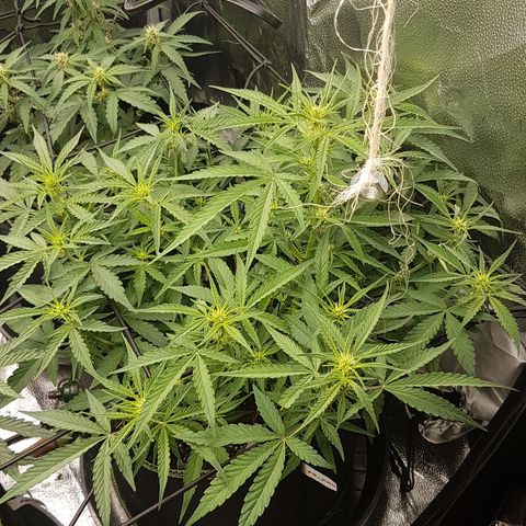 Solomatic CBD growlog timeline photo