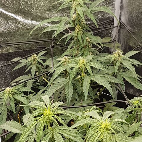 Purplematic CBD growlog timeline photo