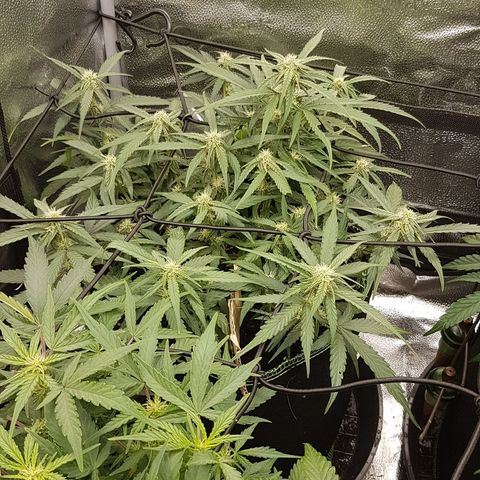 Orion F1 growlog timeline photo