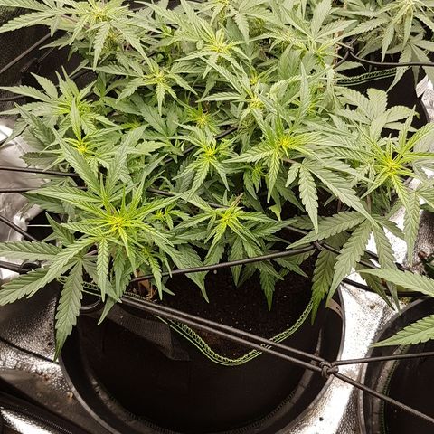 Northern Lights Automatic growlog timeline photo