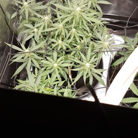 Orion F1 growlog timeline photo