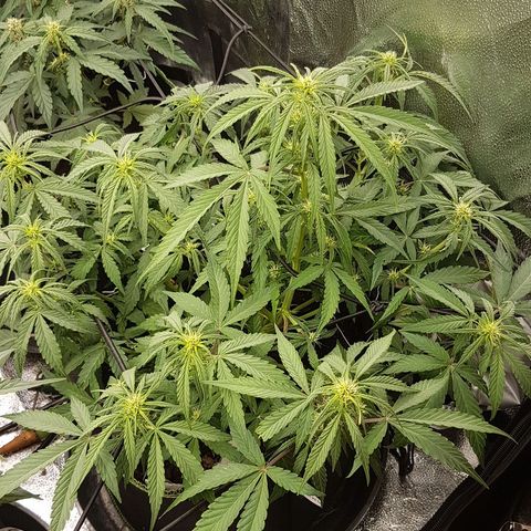 Solomatic CBD growlog timeline photo