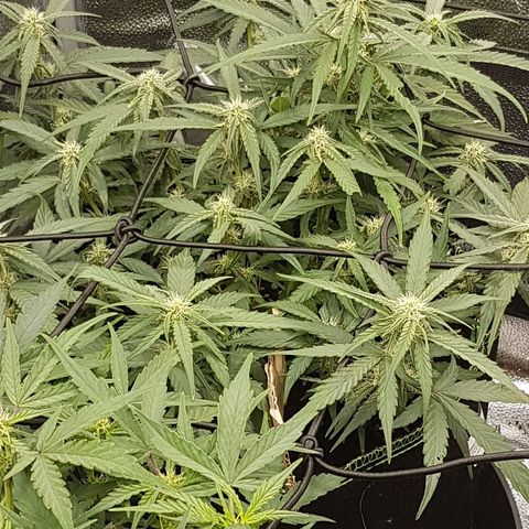 Orion F1 growlog timeline photo