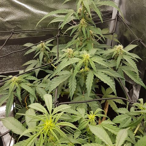 Purplematic CBD growlog timeline photo