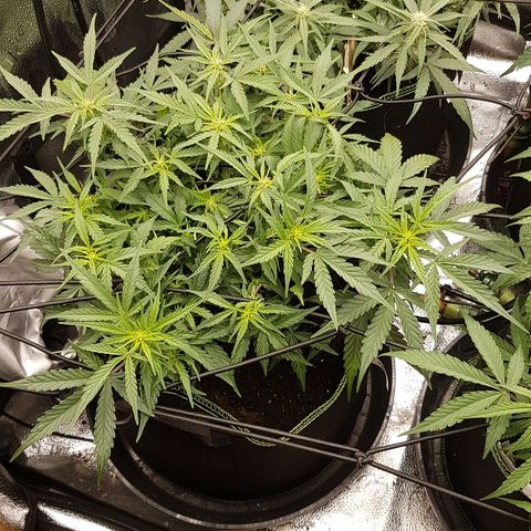 Northern Lights Automatic growlog timeline photo