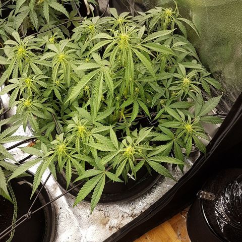 Solomatic CBD growlog timeline photo