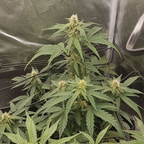 Purplematic CBD growlog timeline photo