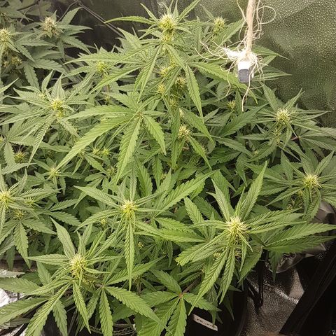 Solomatic CBD growlog timeline photo