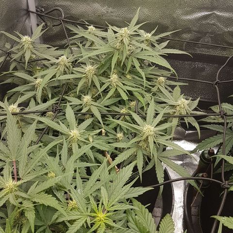 Orion F1 growlog timeline photo