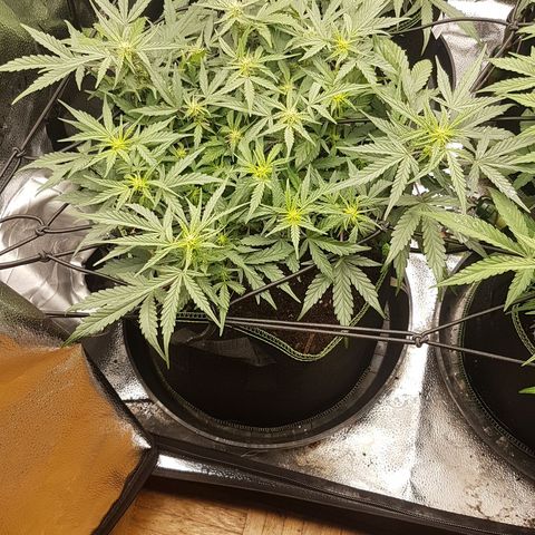 Northern Lights Automatic growlog timeline photo