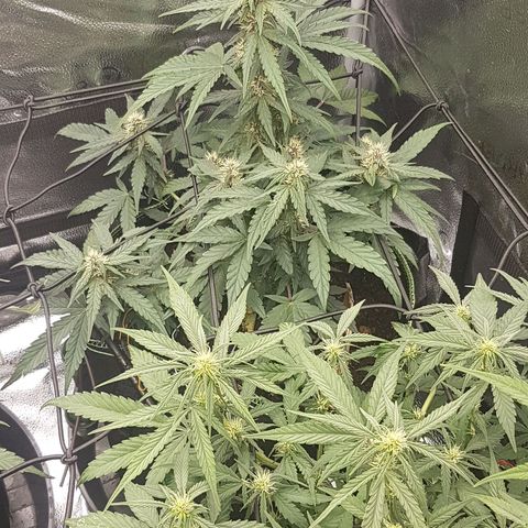 Purplematic CBD growlog timeline photo