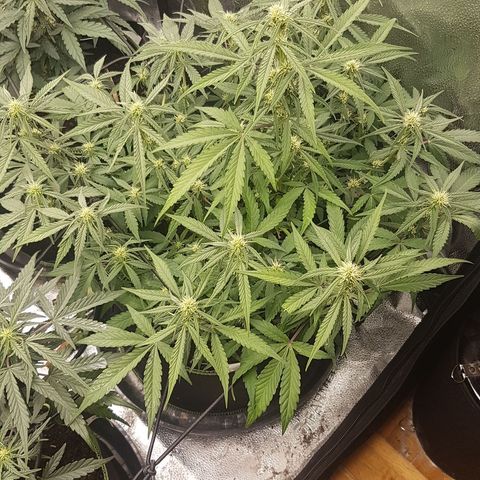 Solomatic CBD growlog timeline photo