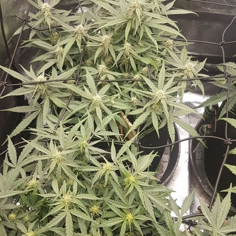 Orion F1 growlog timeline photo