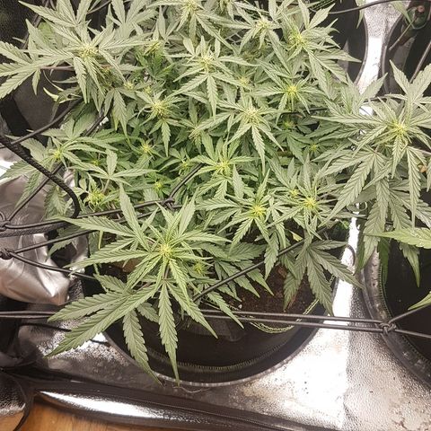 Northern Lights Automatic growlog timeline photo