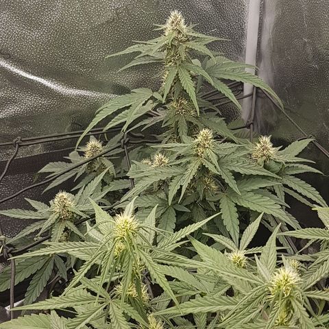 Purplematic CBD growlog timeline photo
