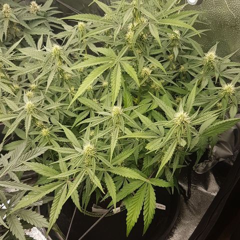 Solomatic CBD growlog timeline photo