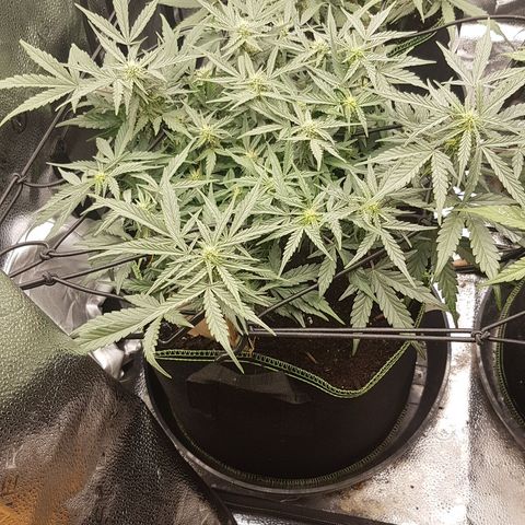 Northern Lights Automatic growlog timeline photo