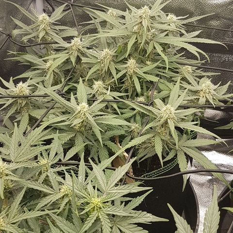 Orion F1 growlog timeline photo