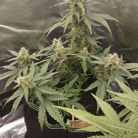 Purplematic CBD growlog timeline photo