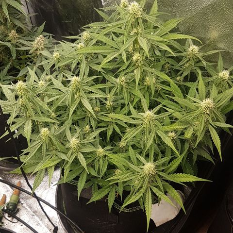 Solomatic CBD growlog timeline photo