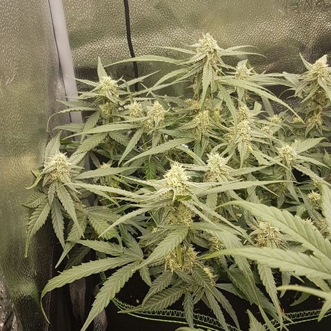 Orion F1 growlog timeline photo