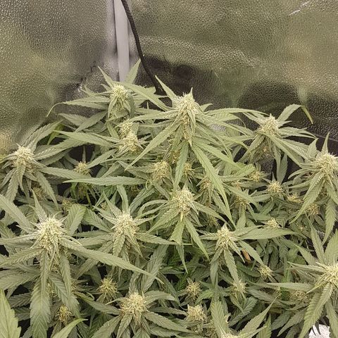 Orion F1 growlog timeline photo